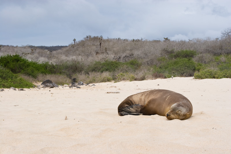 Galápagos Sealion On Beach